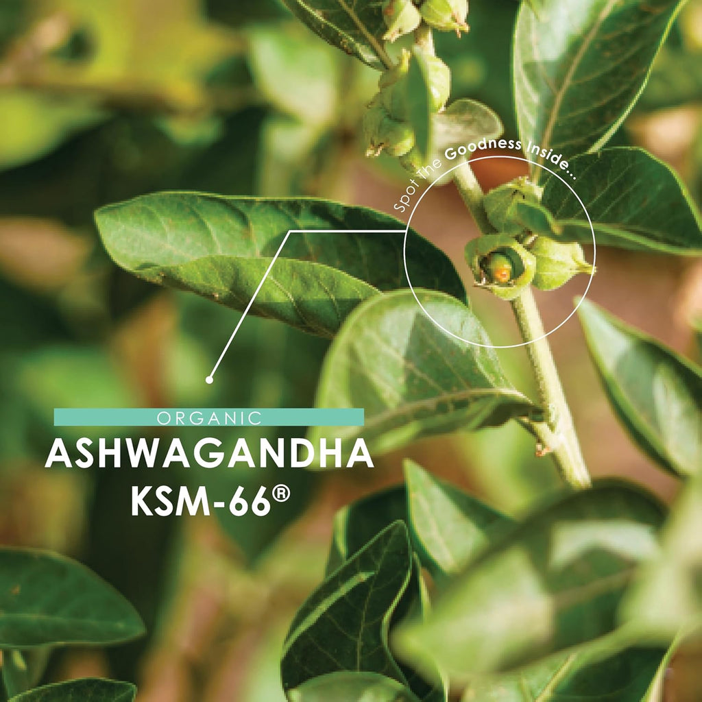 Organic Ashwagandha KSM-66® 1650mg - 5% Withanolides with Black Pepper – 180 Vegan Capsules – Resealable and Recyclable Pouch by Alpha01