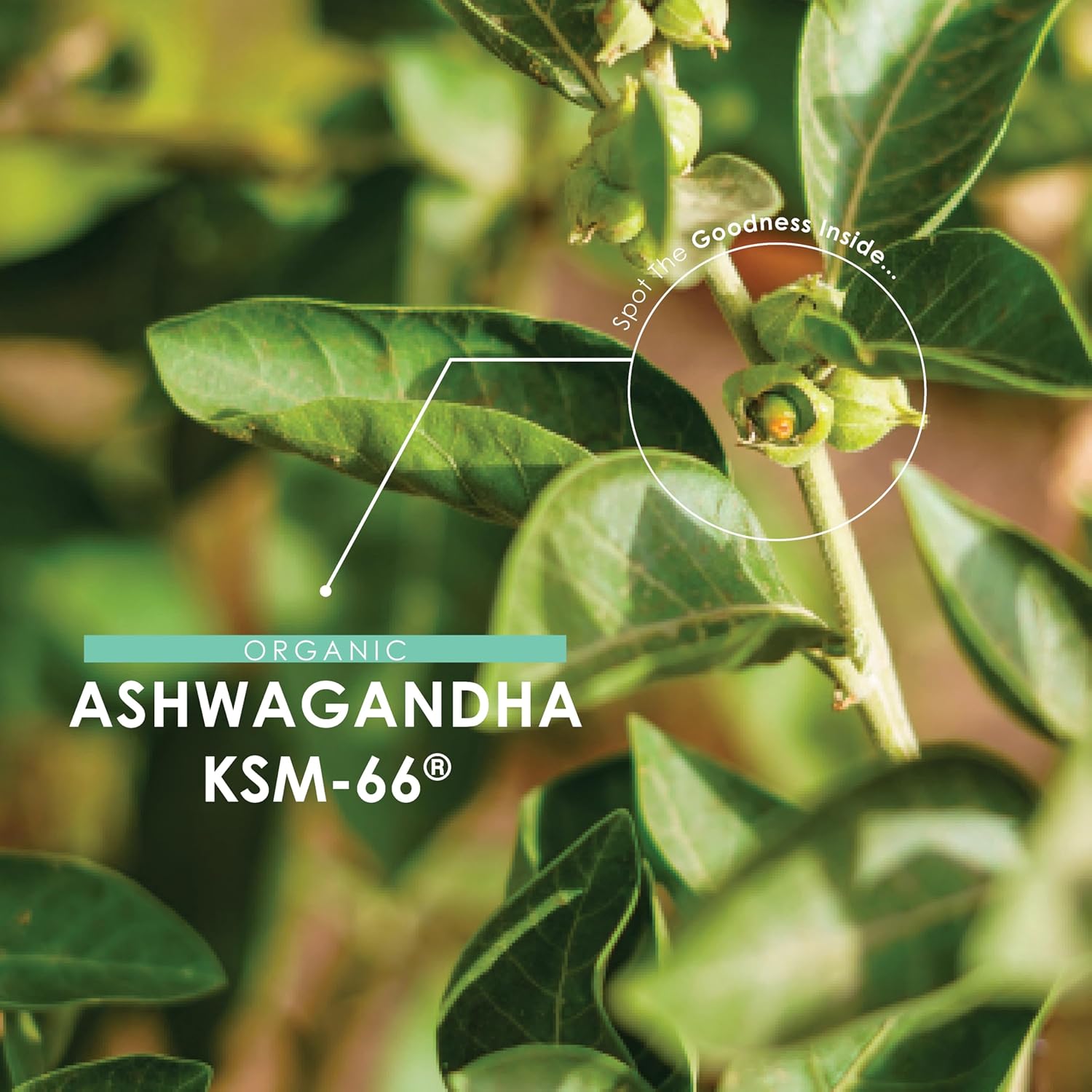 Organic Ashwagandha KSM-66® 1650mg - 5% Withanolides with Black Pepper – 180 Vegan Capsules – Resealable and Recyclable Pouch by Alpha01
